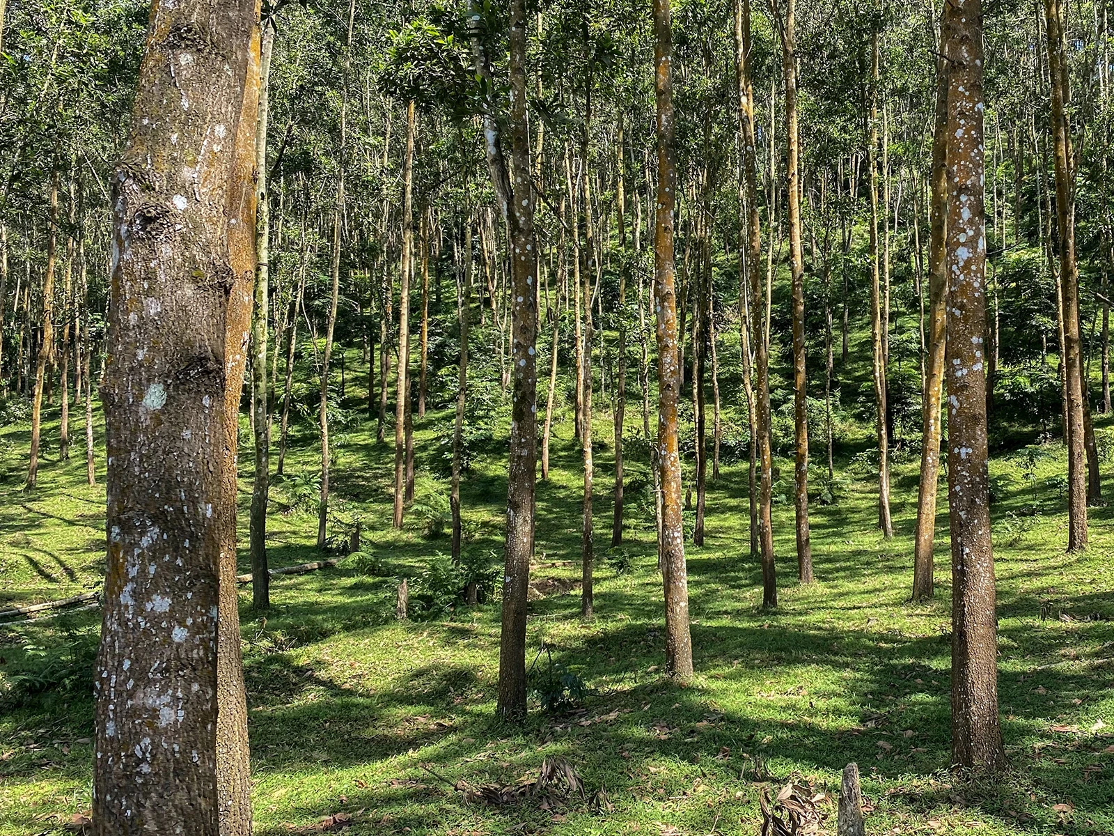 Boschi della salute - Vietnam